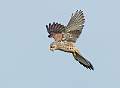 Kestrel_David Schenck